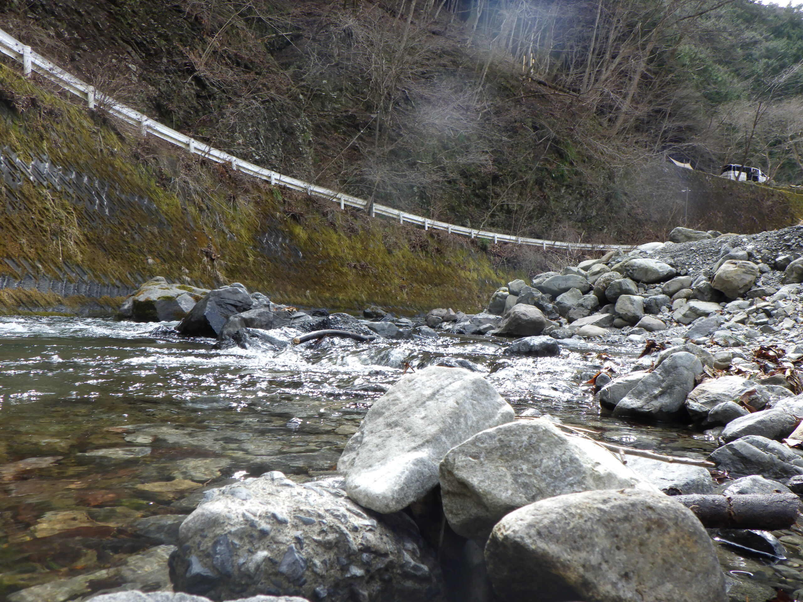 ほうれん坊の森
