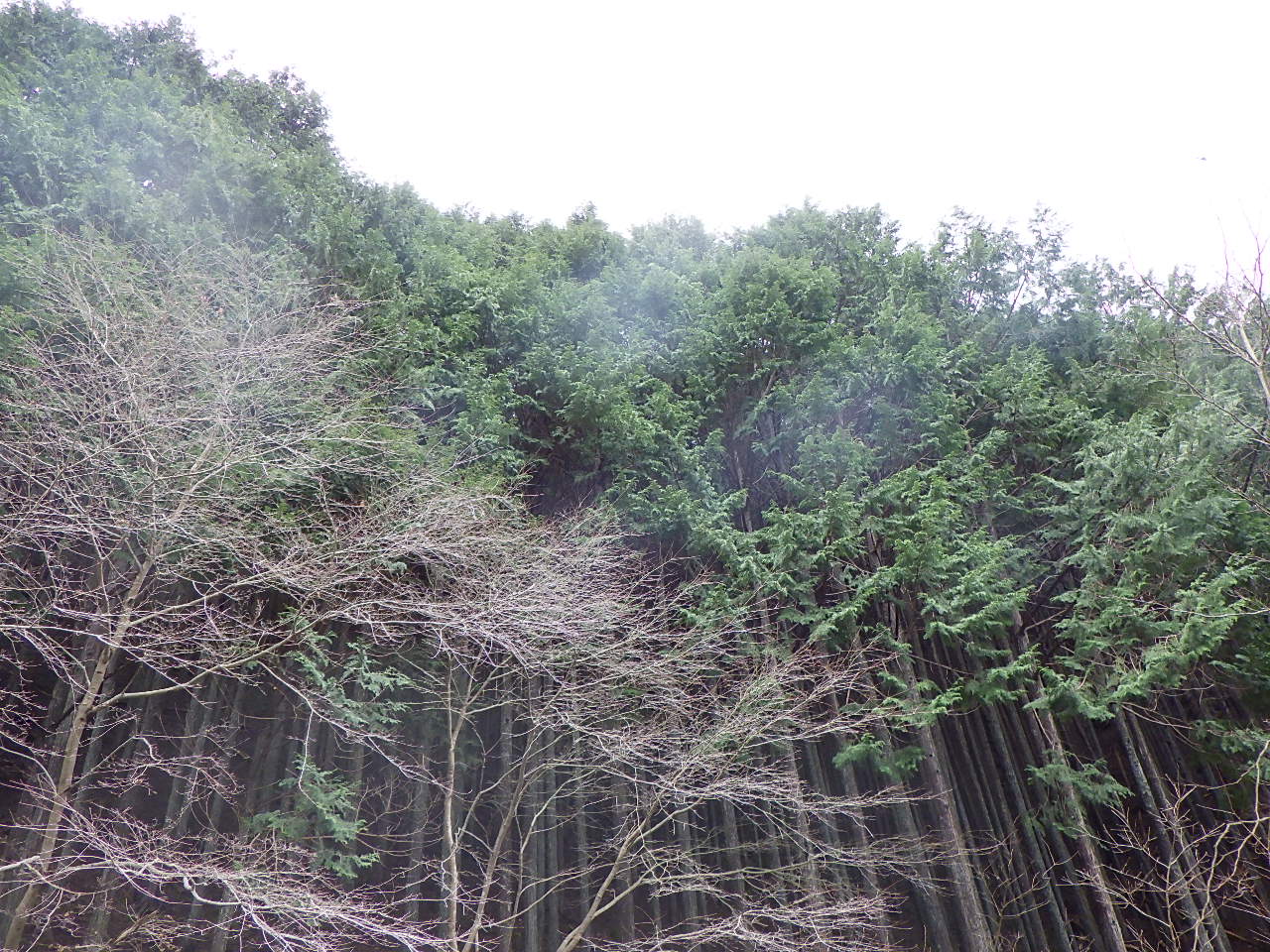 ほうれん坊の森 風