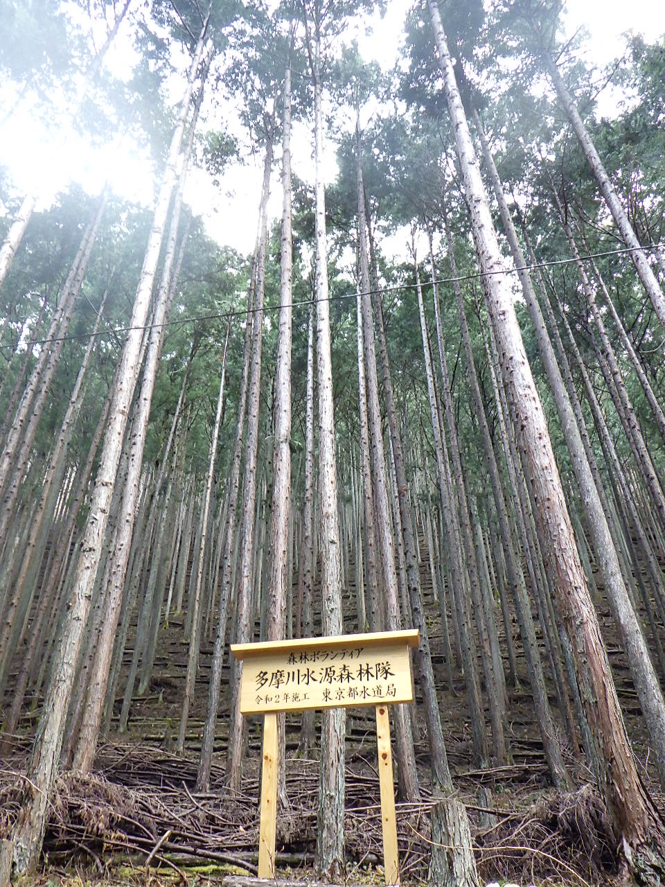 ほうれん坊の森