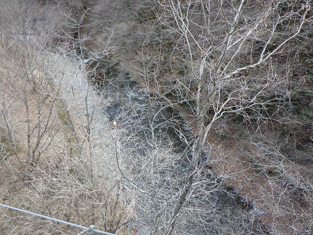 ほうれん坊の森 吊り橋