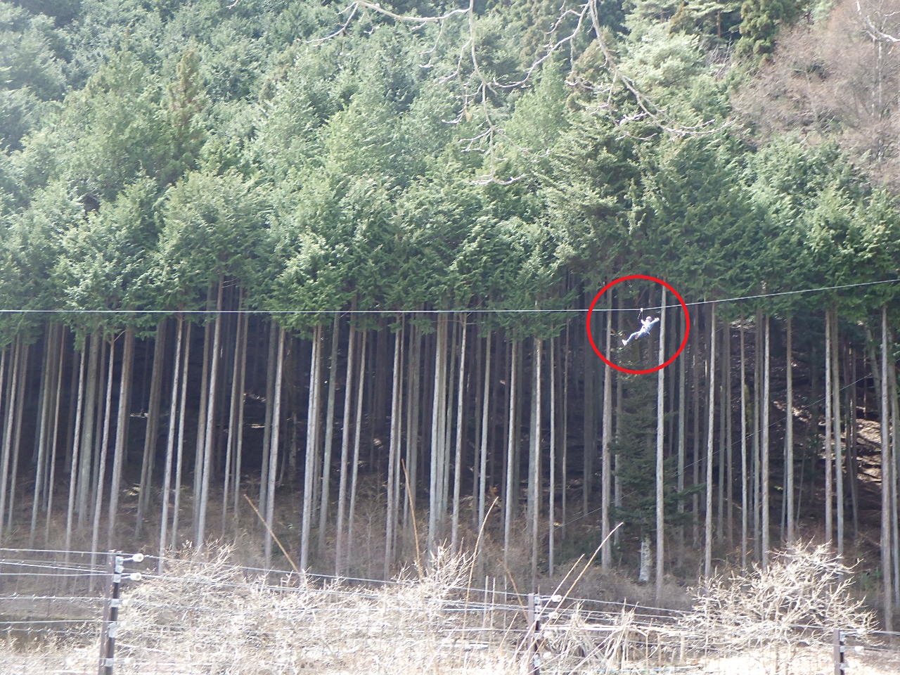 フォレストアドベンチャー　こすげ