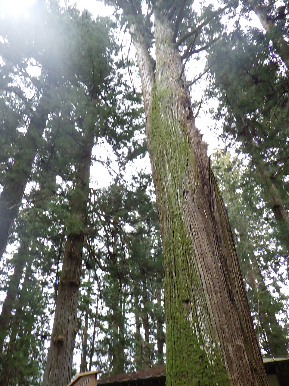 一宮神社の社叢