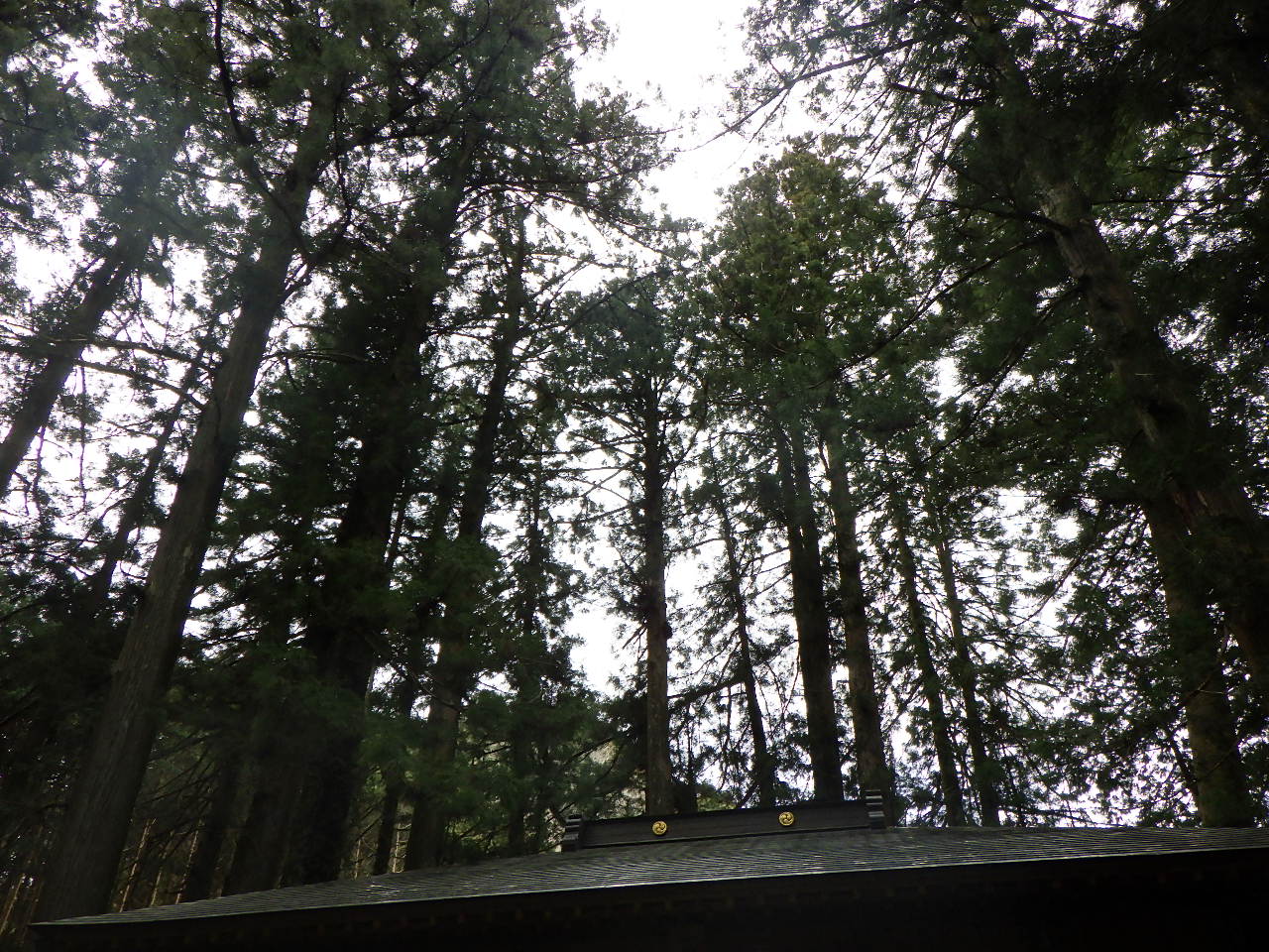 一宮神社の社叢