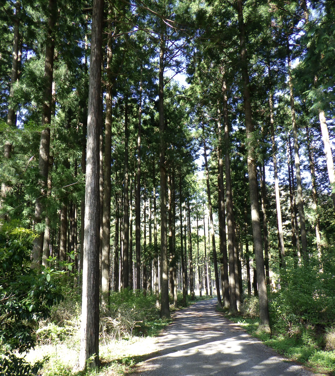 ふもとっぱらキャンプ場 周辺