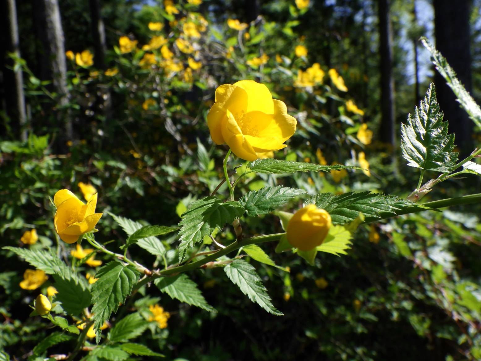 ふもとっぱらキャンプ場 周辺