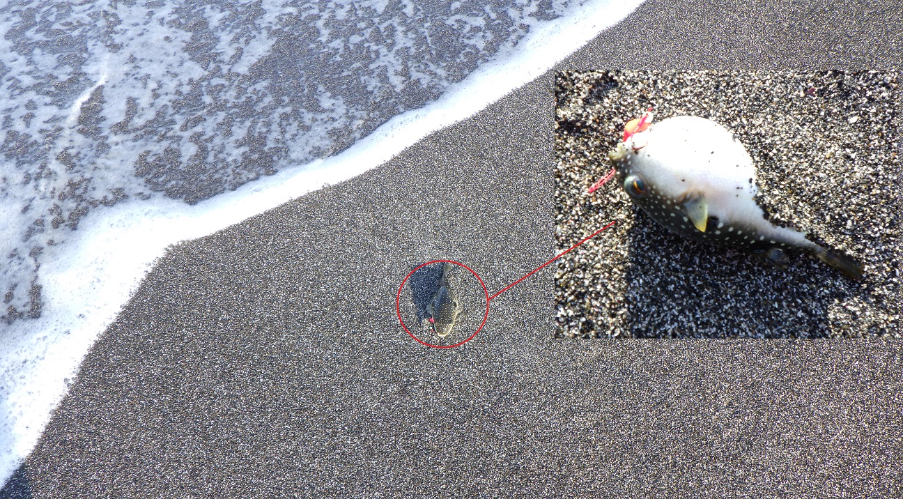 三浦半島 長浜 海