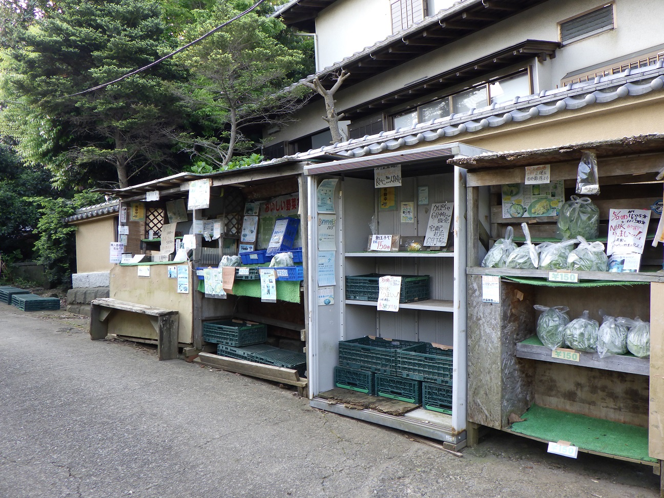 三浦半島 長浜 海 春キャベツ