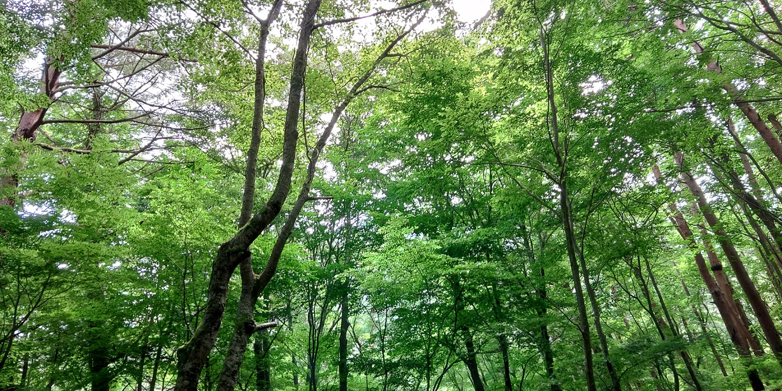 洪庵キャンプ場　テント村