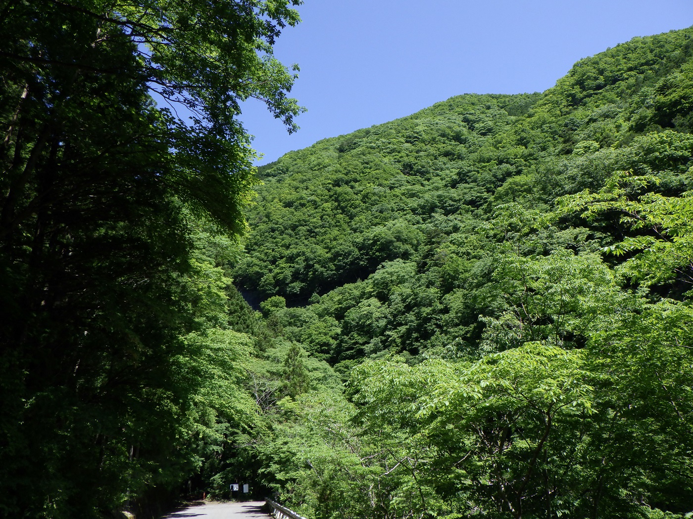 道志川　紅椿の湯
