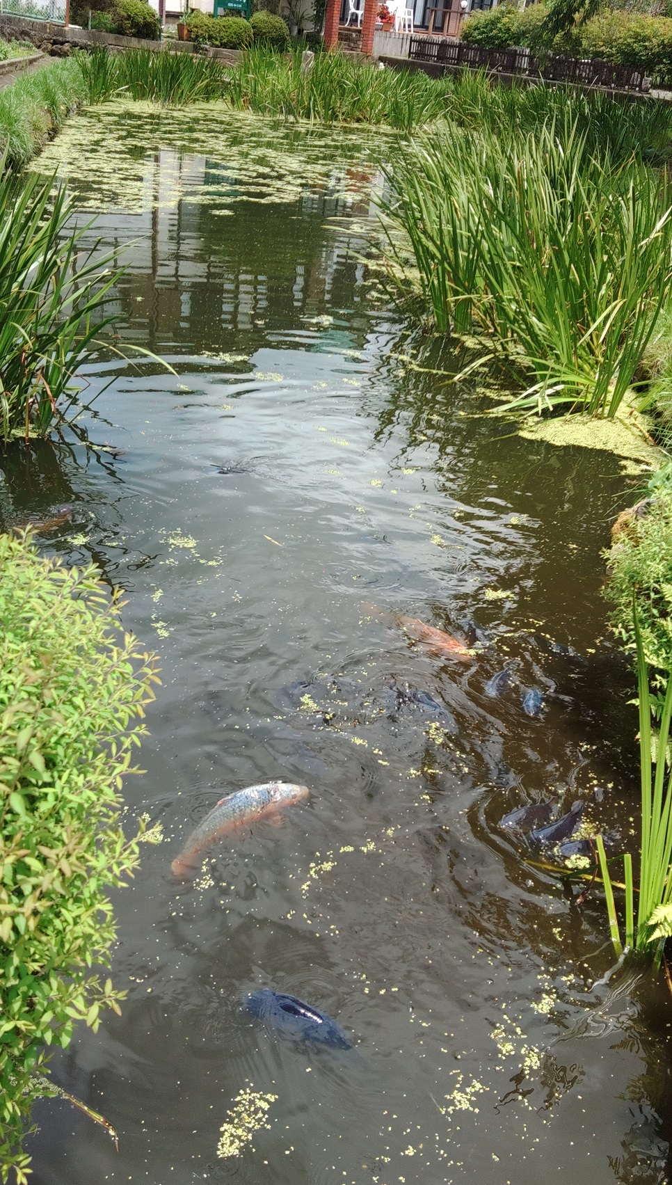 忍野八海　菖蒲池