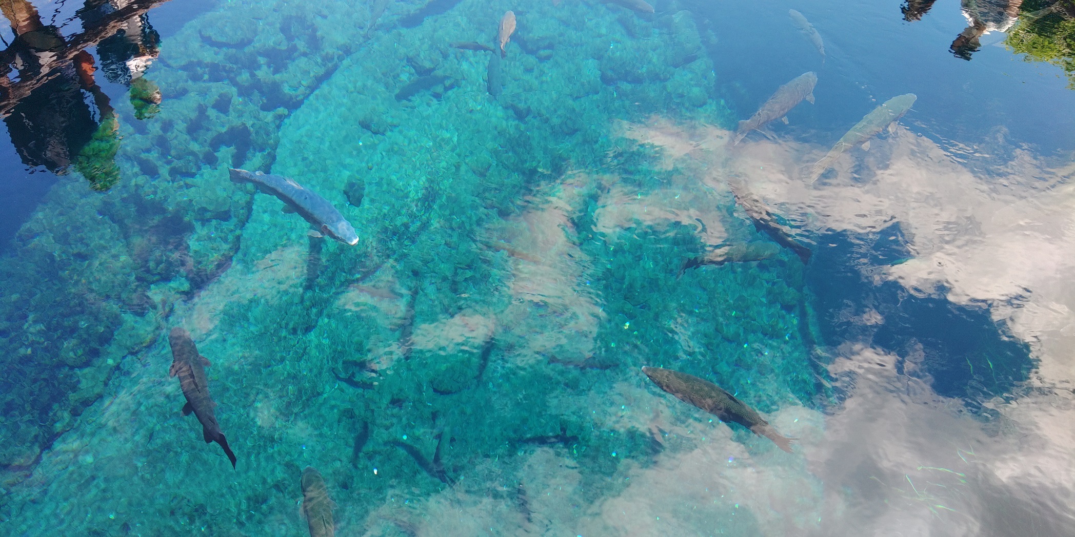 忍野八海　中池