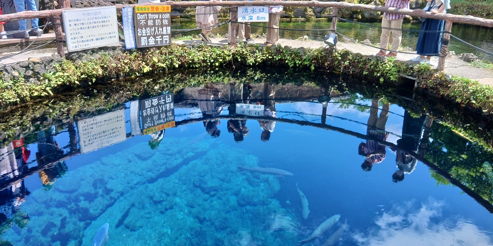 忍野八海　中池