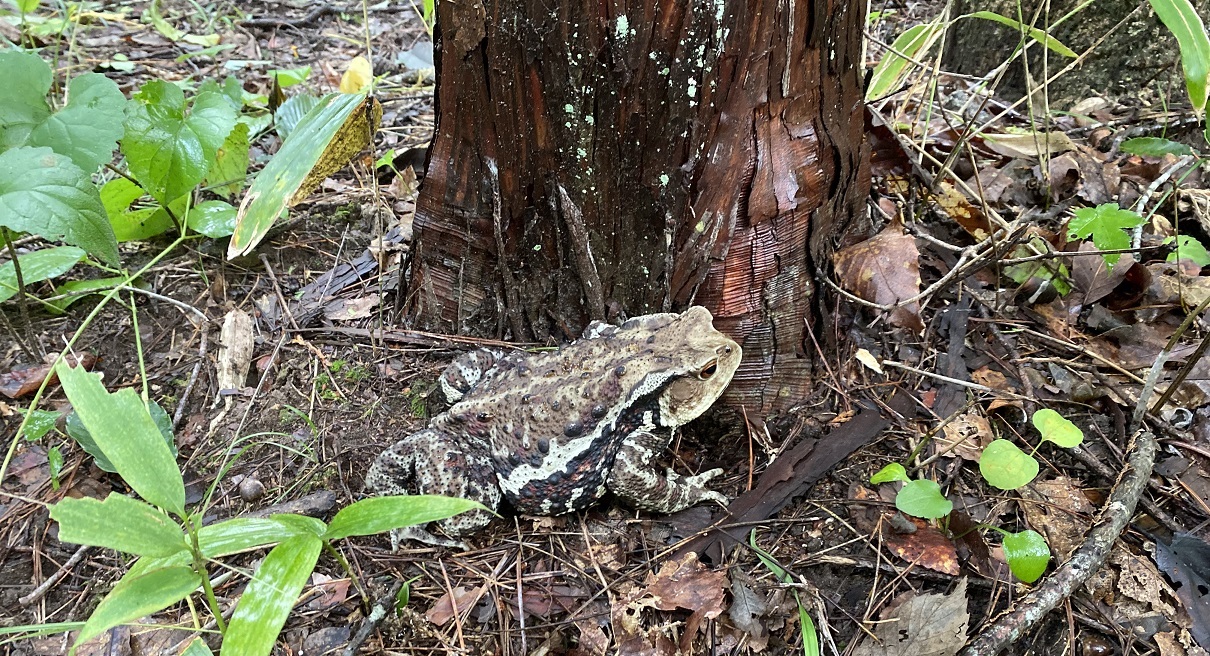 黒坂オートキャンプ場
