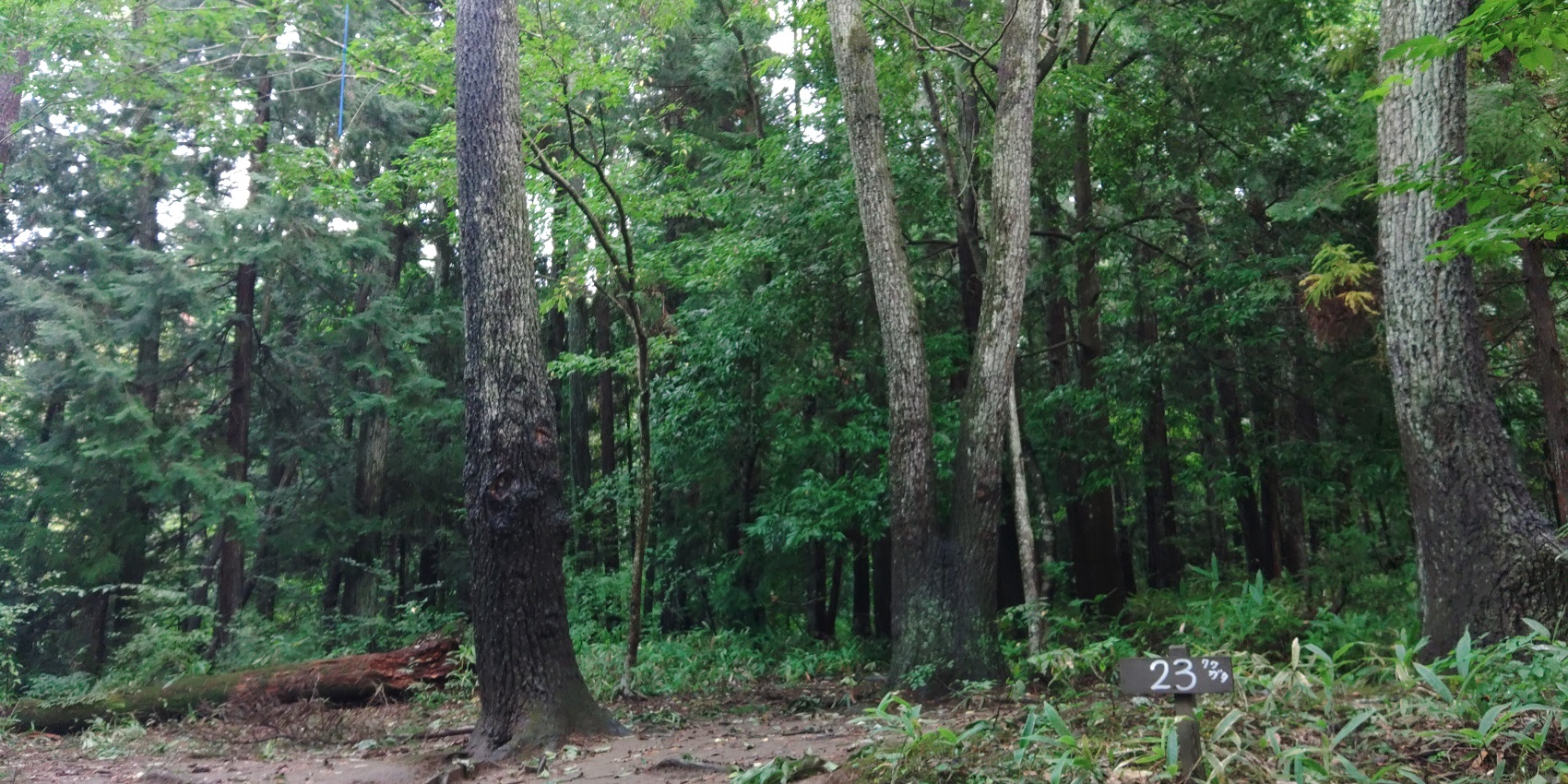 黒坂オートキャンプ場 クワガタ