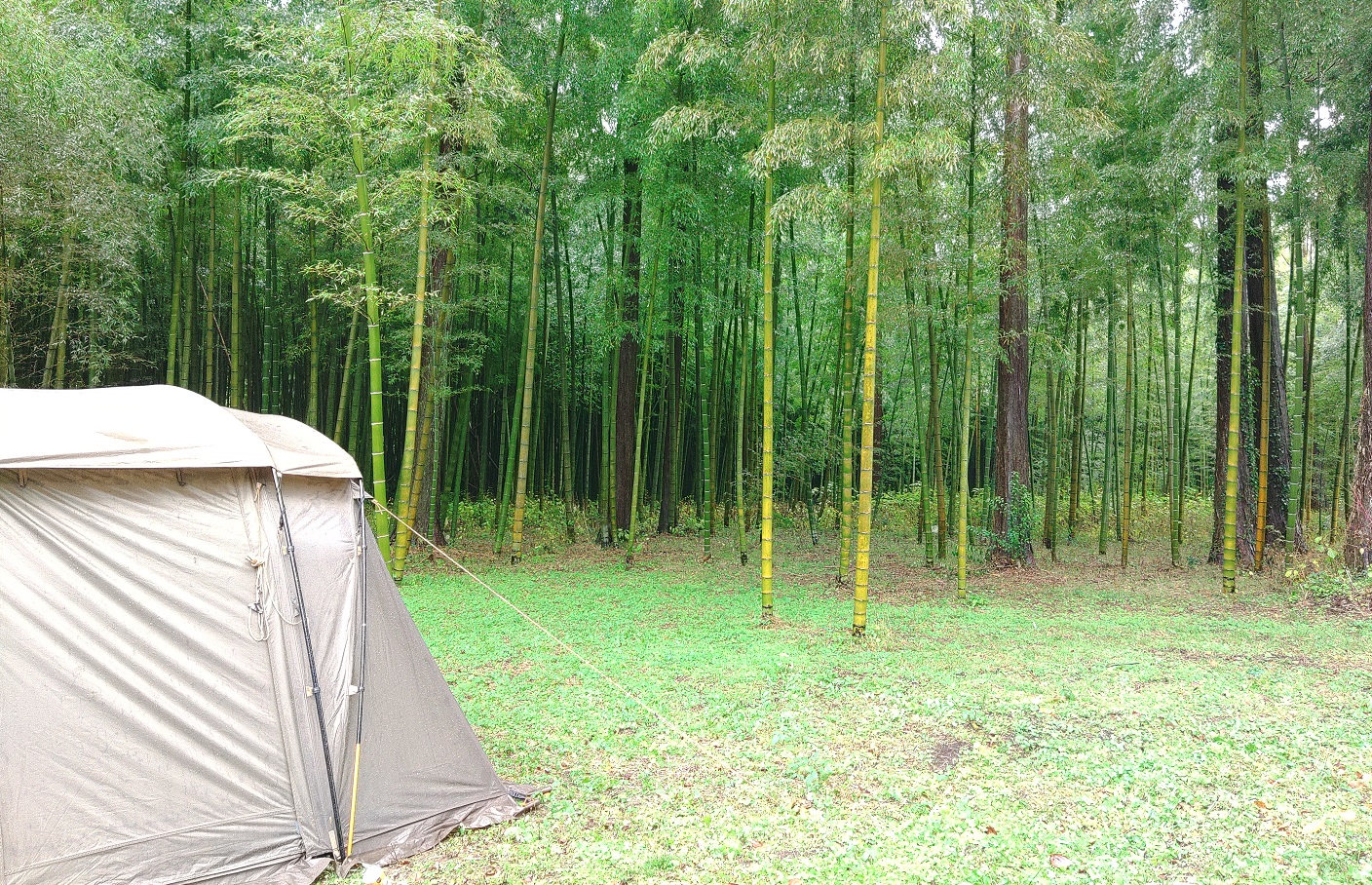 竹林キャンプ