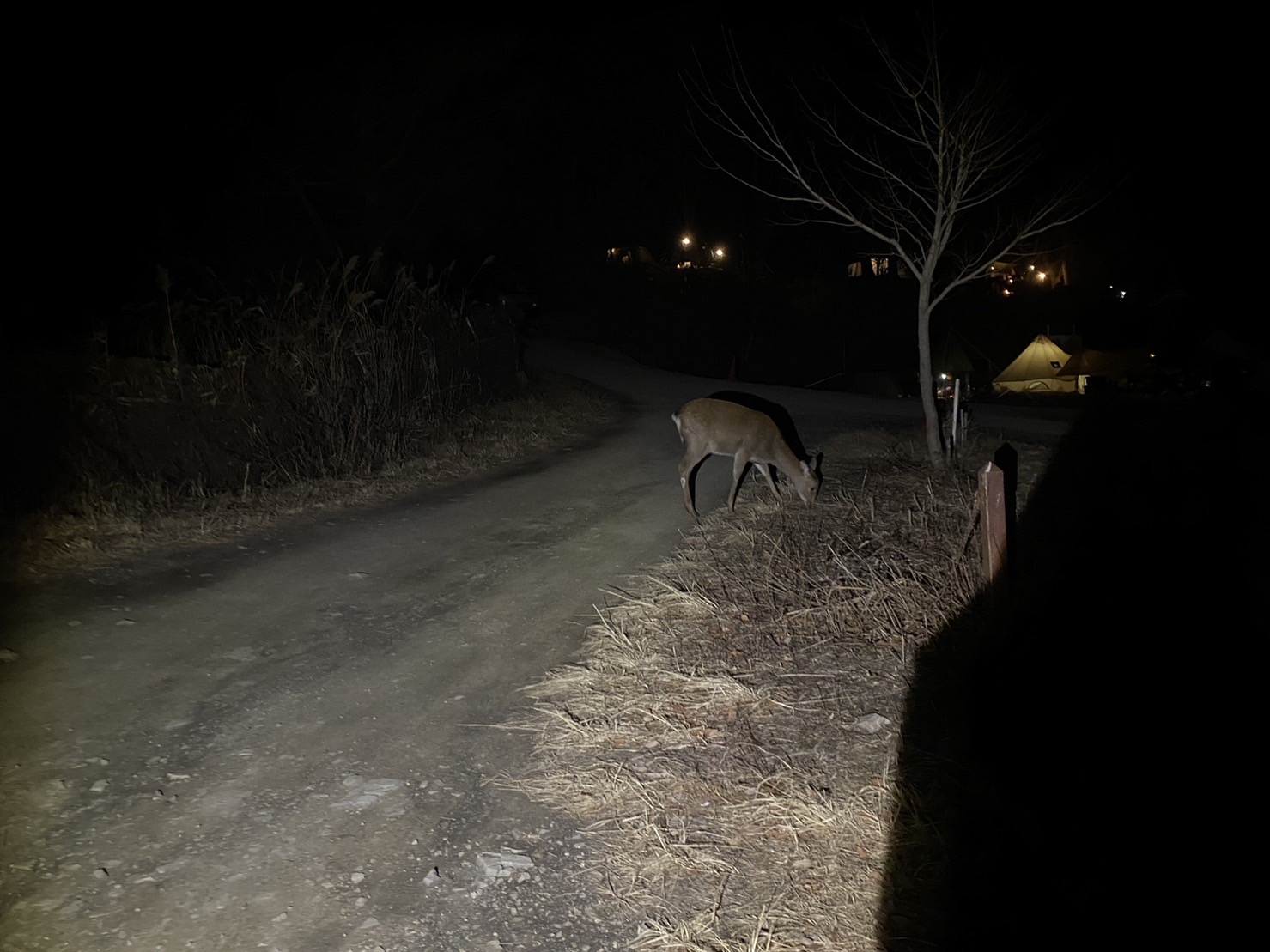 洪庵キャンプ場 年越し