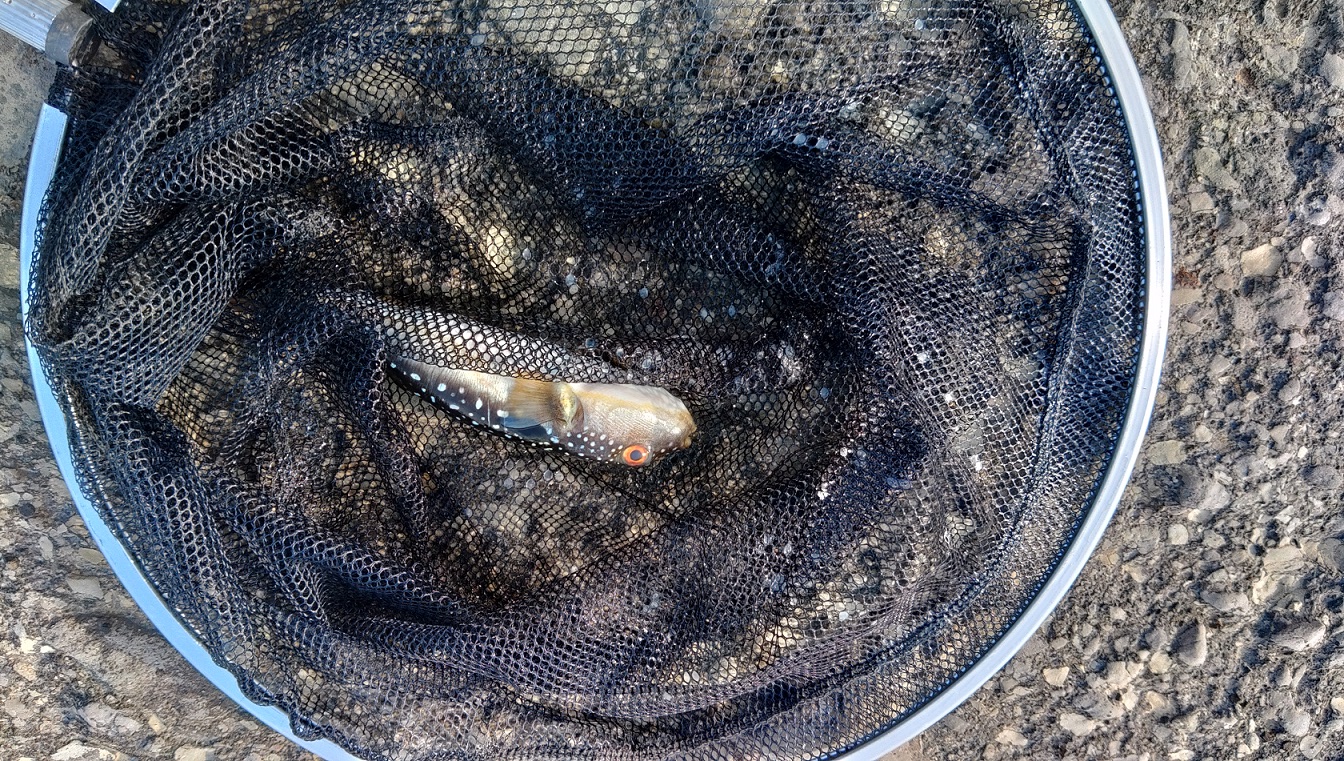 オレンジ村 ふぐ