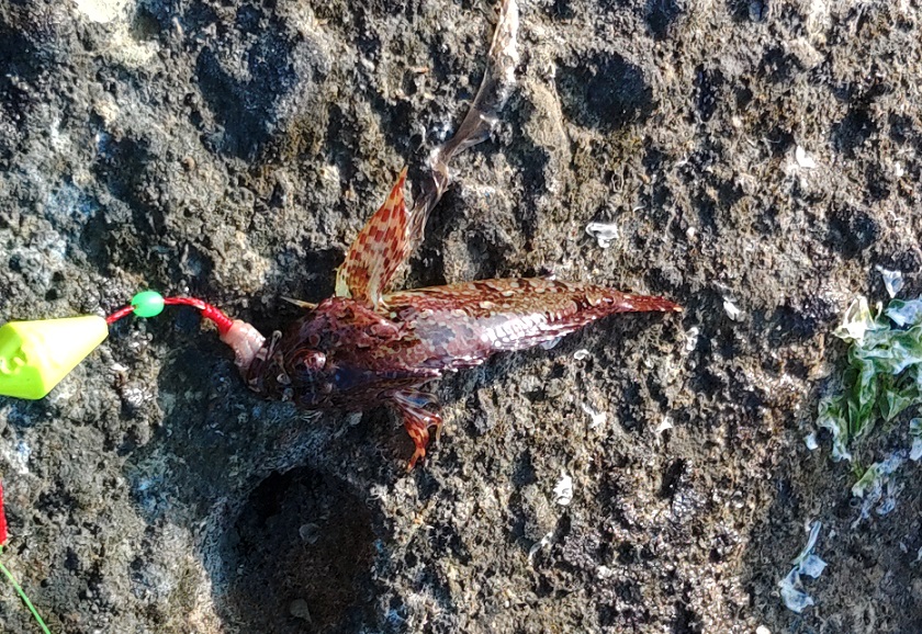 オレンジ村 釣り