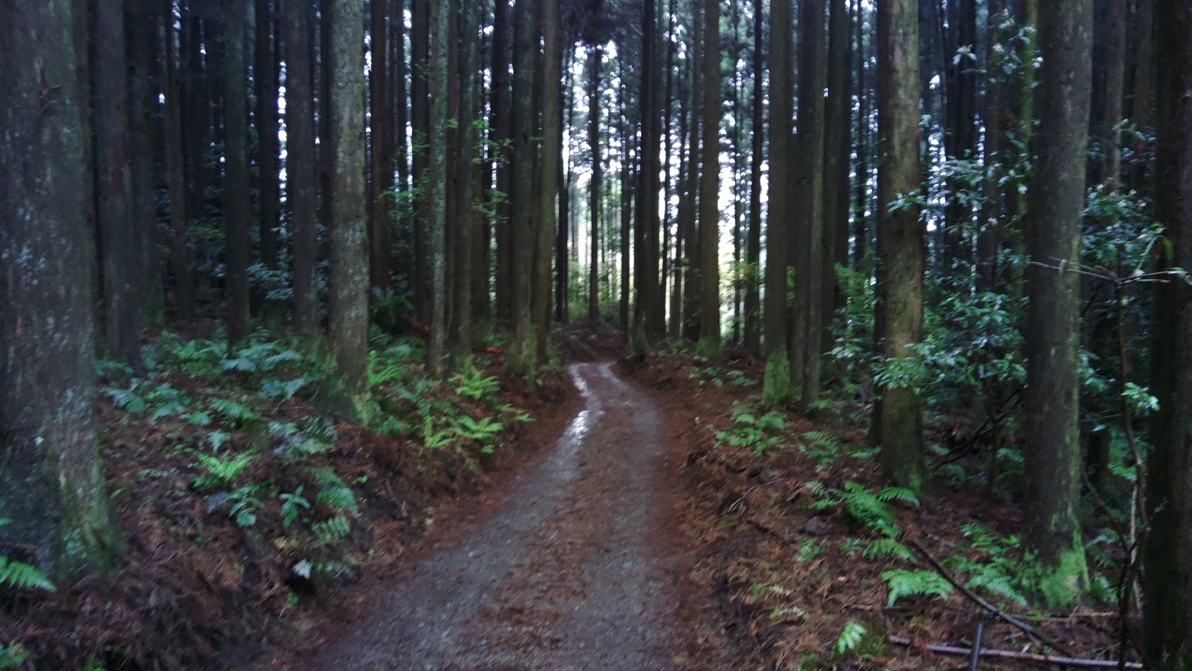 長田山荘キャンプ場　林間