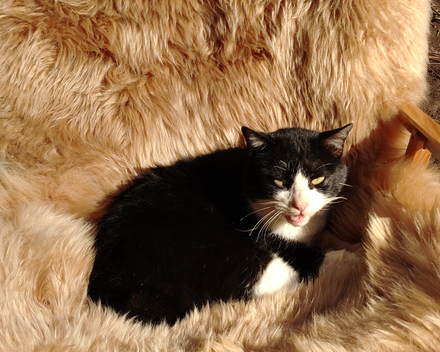 オレンジ村猫ちゃん